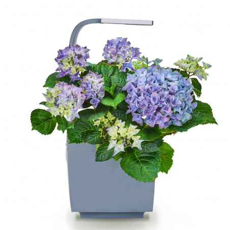 Tregren smart garden T3 | Pilkas